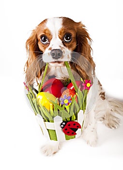 Easter eggs in basket with easter dog. Happy easter. Cavalier king charles spaniel holding easter egg basket on isolated