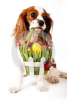 Easter eggs in basket with easter dog. Happy easter. Cavalier king charles spaniel holding easter egg basket on isolated