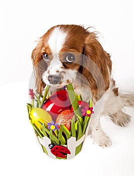 Easter eggs in basket with easter dog. Happy easter. Cavalier king charles spaniel holding easter egg basket on isolated