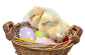 Easter eggs in a basket and two chickens