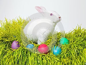 Easter, eggs and bunny on nest in studio for celebration, fun or creative paint on candy. Culture, tradition and rabbit