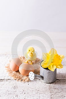 Easter eggs with chicken and daffodil