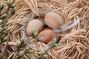 Easter eggs. Chicken eggs, twigs with green leaves and feathers on the hay
