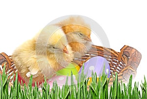 easter eggs and chickens