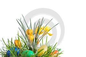 Easter eggs and crocus.