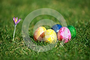 Easter eggs and crocus