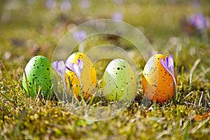 Easter eggs with crocus