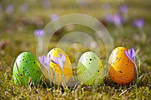 Easter eggs with crocus