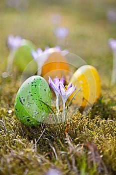 Easter eggs with crocus