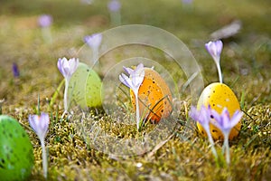 Easter eggs with crocus
