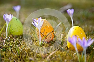 Easter eggs with crocus