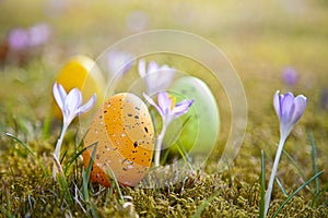 Easter eggs with crocus