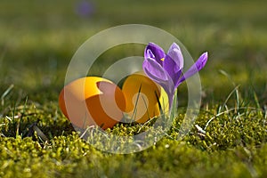 Easter eggs with crocus in springtime