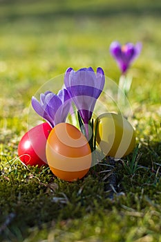 Easter eggs with crocus in springtime