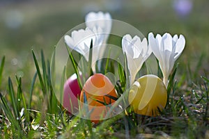 Easter eggs with crocus in springtime