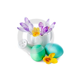 Easter eggs and crocuses in watering-can isolated on white back