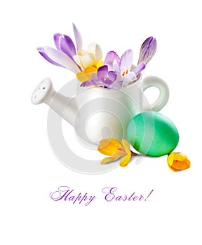 Easter eggs and crocuses in watering-can isolated on white background