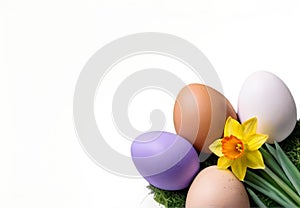 Easter Eggs and Daffodil on Transparent Background