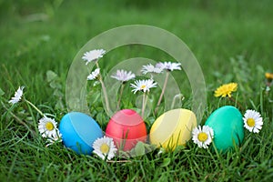 Easter eggs among daisies and grass