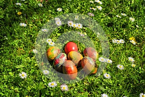 Easter eggs on a field of fresh grass and daisies in a sunny spring day.