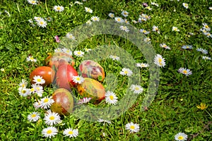 Easter eggs on a field of fresh grass and daisies in a sunny spring day.