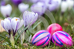 Easter eggs and flowers