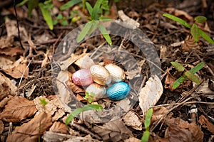 Easter eggs in the forest. Easter egg hunt, popular activity for kids