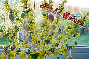 Easter eggs at a forsythia photo