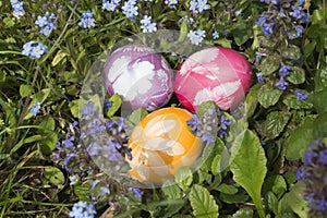 Easter eggs in the grass 6