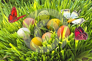 easter eggs in grass with flying butterflies