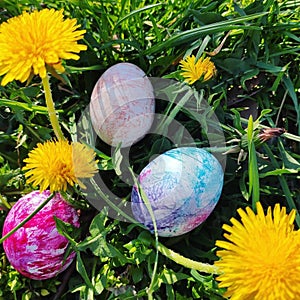 Easter eggs in grass with yellow flowers