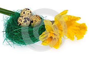 Easter eggs in green bird nest with flower daffodils.