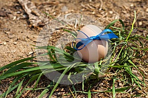 Easter eggs on green grass