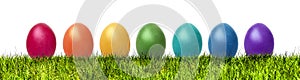 Easter eggs in a green meadow banner