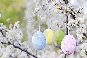 Easter eggs hanging on blooming hawthorn tree in the garden