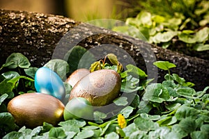 Easter eggs hidden in the forrest photo