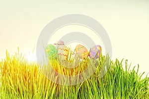 Easter eggs hiding in the grass