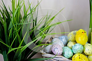 Easter eggs hiding in the grass with daffodil on wood background.
