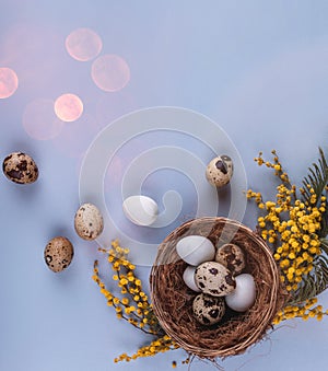 Easter eggs in nest and spring flowers on blue holiday background. Greeting card for Happy Easter. Flat lay, top view