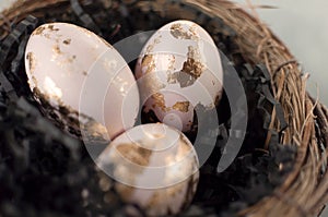 Easter eggs, painted and gold foiled, in a nest with green and yellow feathers. Traditional easter decoration on a grundge granite