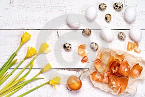 Easter eggs painted with natural dye, onion husk on a white wooden background and yellow spring flowers Narcis