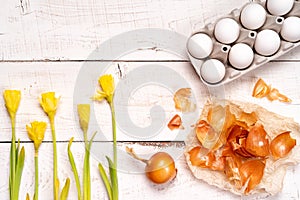 Easter eggs painted with natural dye, onion husk on a white wooden background and yellow spring flowers Narcis