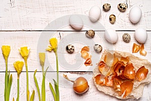 Easter eggs painted with natural dye, onion husk on a white wooden background and yellow spring flowers Narcis