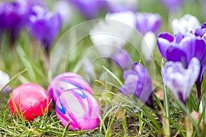 Easter eggs in spring