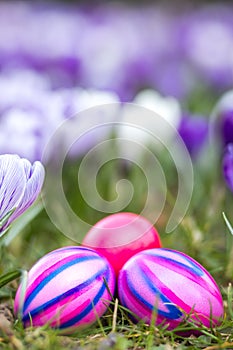 Easter eggs and spring flowers