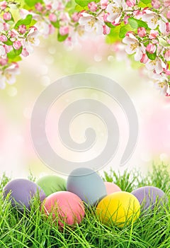 Easter eggs spring flowers Apple tree blossoms
