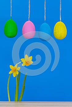 Easter eggs with two yellow daffodils isolated on the blue background