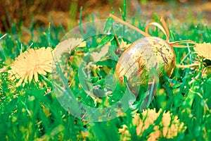 Easter eggs white background. Golden egg with yellow spring flowers in celebration basket on green grass. Festive