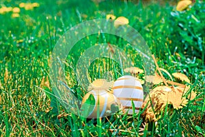 Easter eggs white background. Golden egg with yellow spring flowers in celebration basket on green grass. Festive