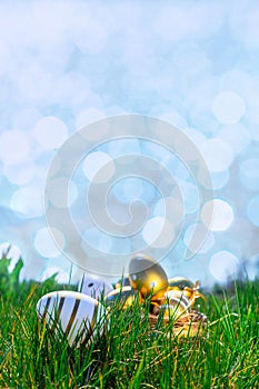 Easter eggs white background. Golden egg with yellow spring flowers in celebration basket on green grass. Festive decoration.